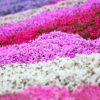 茶臼山芝桜2017の開花状況や見頃 渋滞 駐車場を最新情報掲載中です！